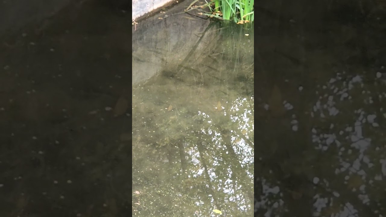 Albuquerque Drain Bass stacked up #newmexicotrue