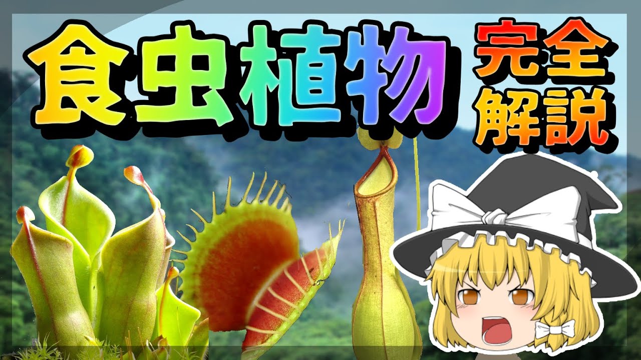 【ゆっくり解説】食虫植物完全解説！全種類の食虫植物を魅力とともにご紹介！【食虫植物】