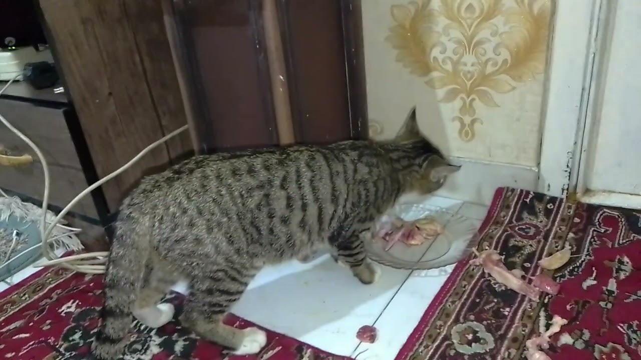 ۱۱ فوریهٔ ۲۰۲۶