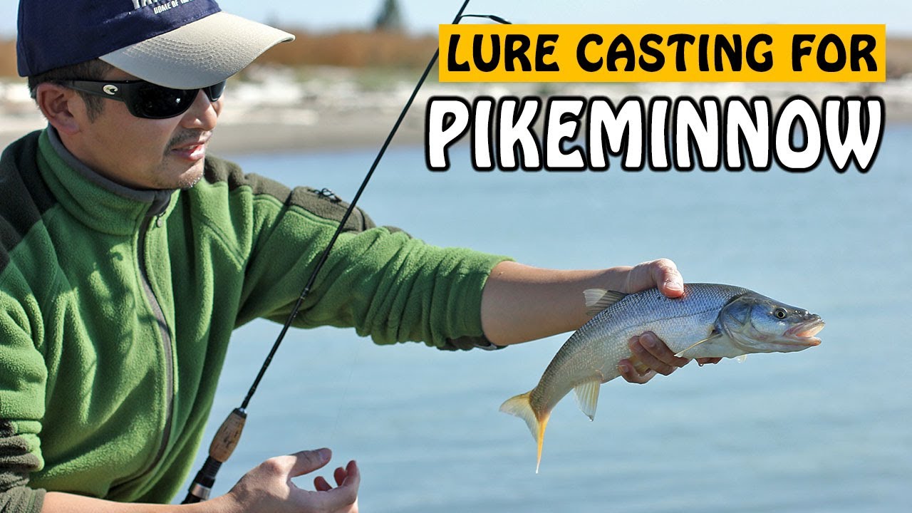 Lure Fishing for Northern Pikeminnow in Fraser River | Fishing with Rod