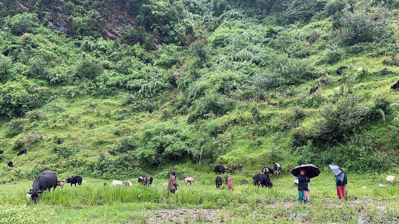 The life of shepherds during the rainy season | Western Nepal Jajarkot 