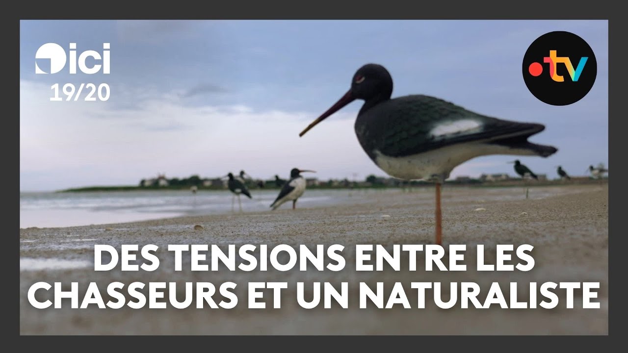 Chasse au gibier d'eau en baie de Somme : nouvelles tensions entre les chasseurs et un naturaliste