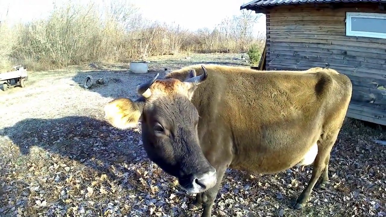 Продал любимую корову