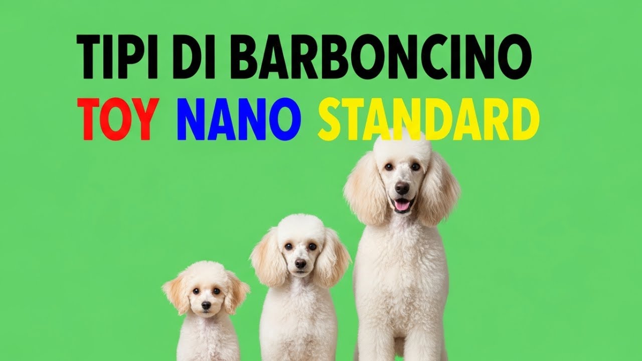 Tipi di Barboncino: Toy, Nano o Standard – Qual è il Migliore per Te?