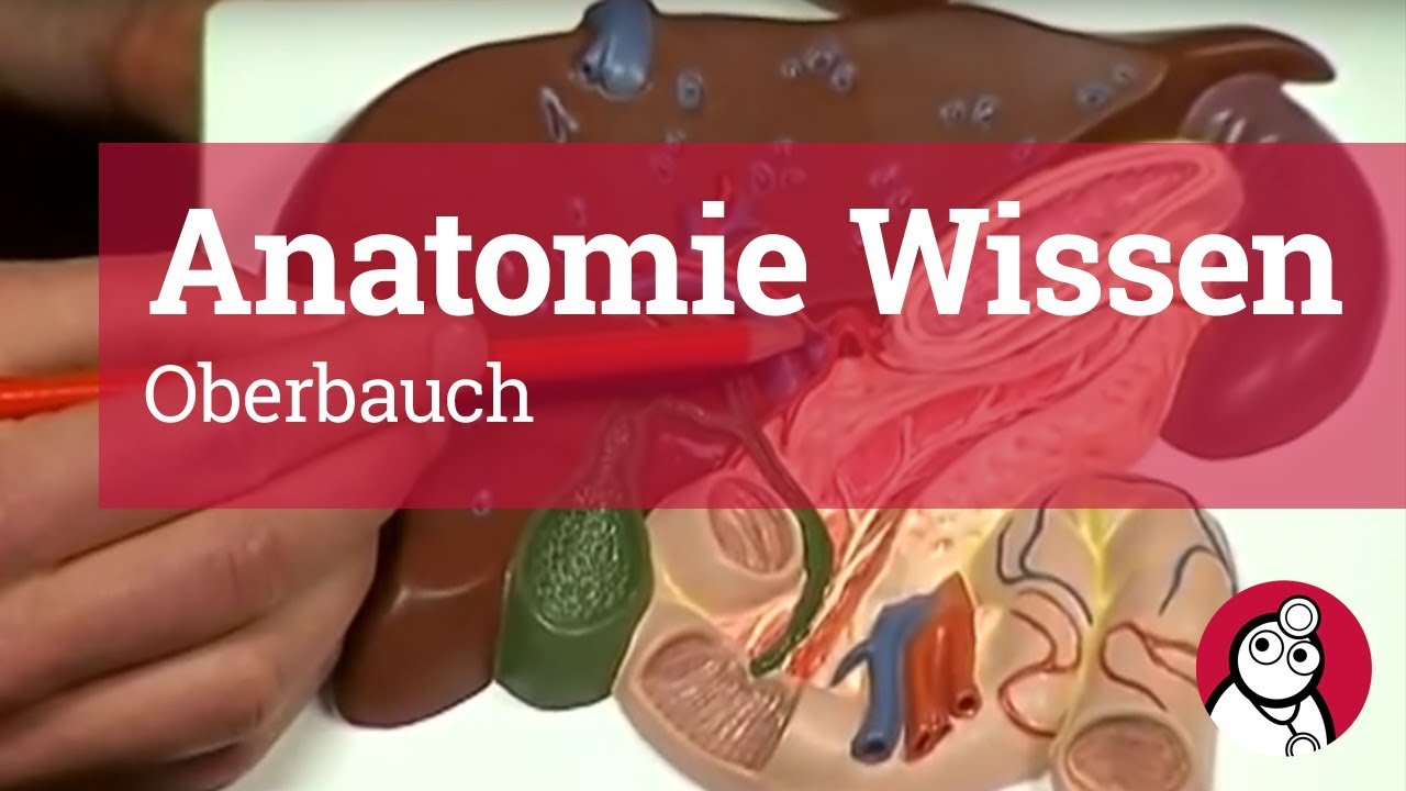 Anatomie-Wissen: Oberbauch