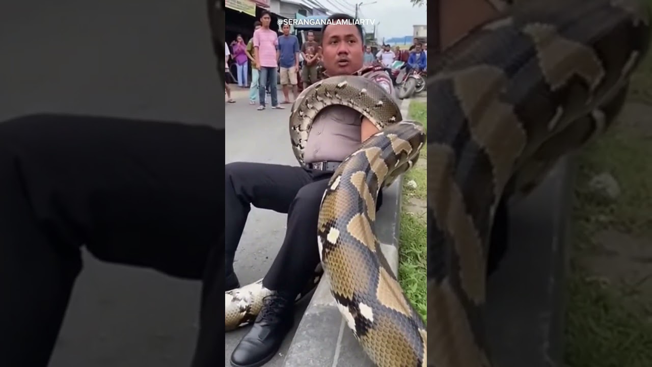 BIKIN GEGER! SEORANG POLISI DILILIT ULAR BESAR TAPI TIDAK ADA YANG MENOLONG 