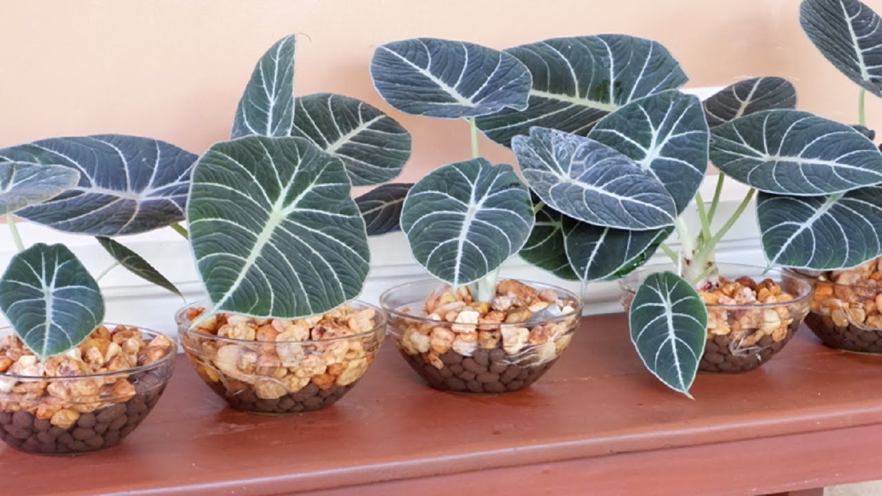 Decorate Alocasia Black Velvet / Alocasia Reginula with LECA and Water in Glass Bowl
