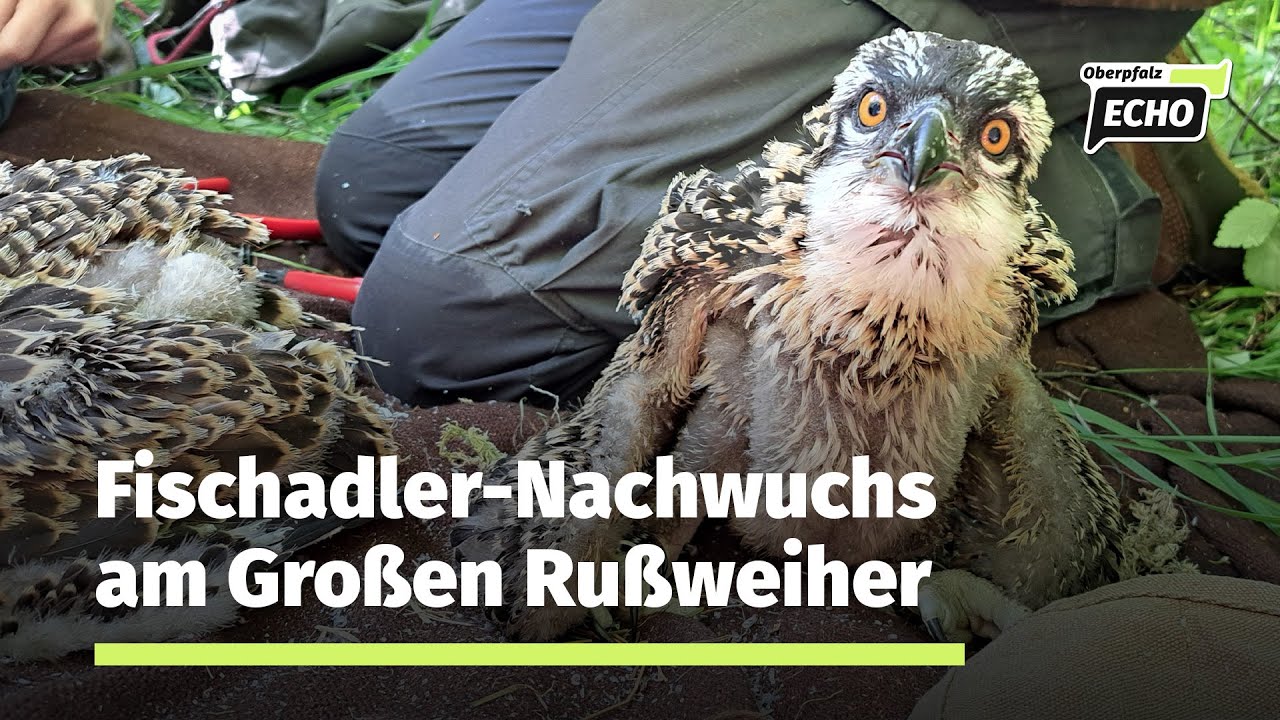 Der Fischadler-Nachwuchs am Großen Rußweiher in Eschenbach entwickelt sich prächtig
