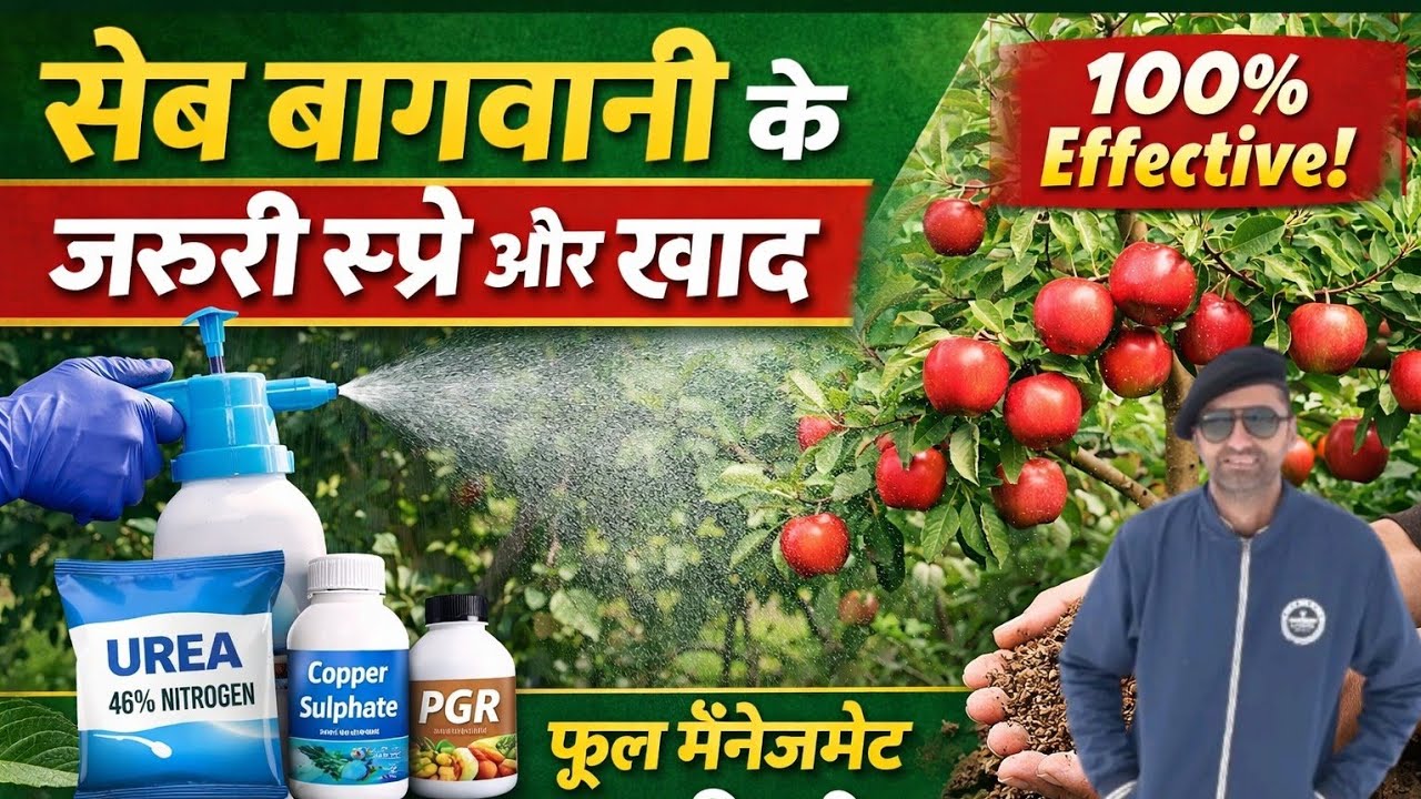 सेब के पेड़ों के लिए जरूरी स्प्रे | Copper Sulphate, PGR और खाद का सही समय, Urea Spray for floor 