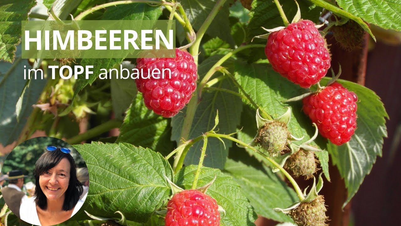 Himbeeren im Topf anbauen - Himbeeren im Kübel | Himbeeren pflanzen Balkon
