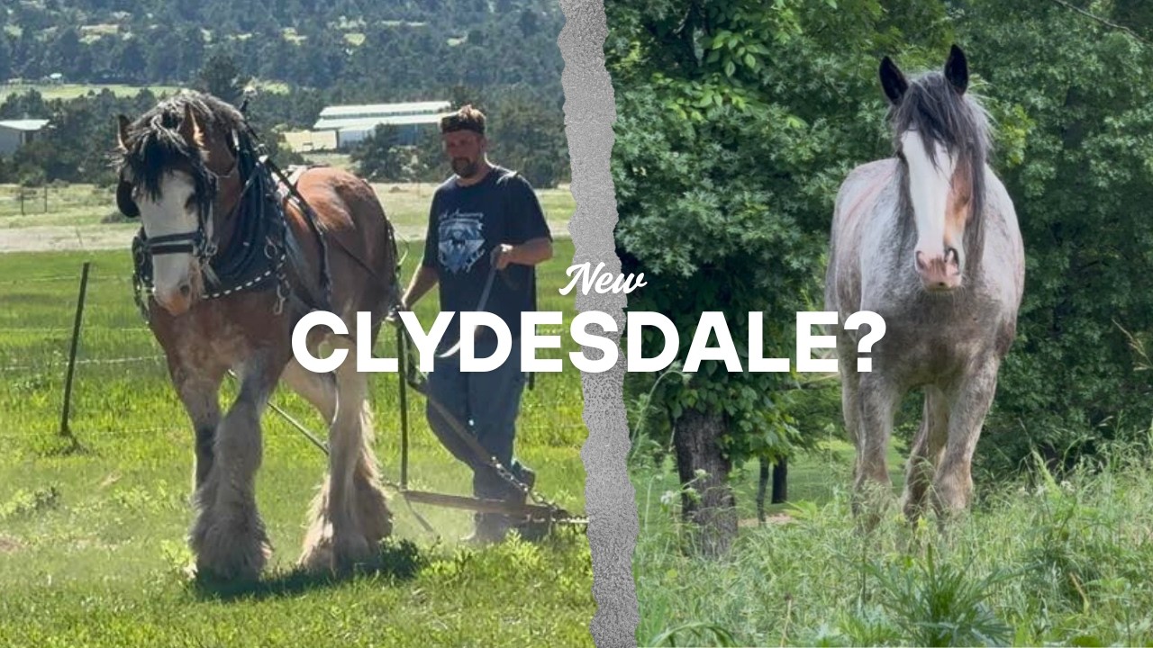 Bringing Home A New Clydesdale Horse?!?