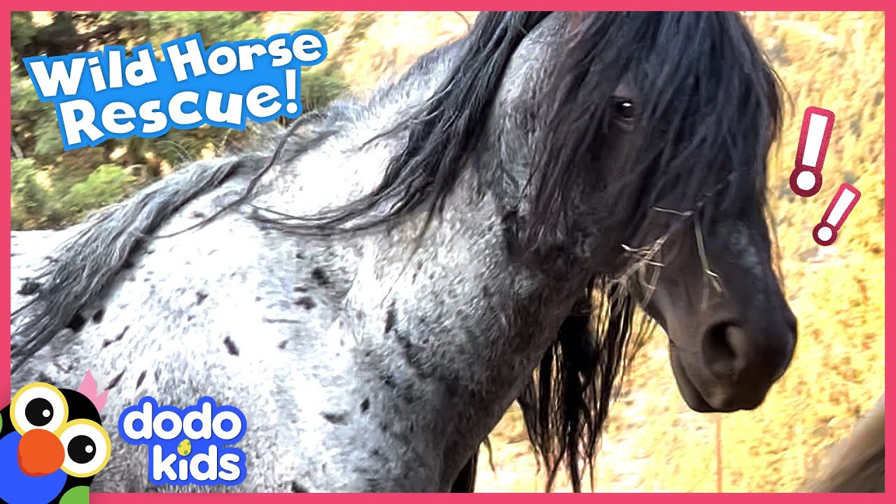 Hero Saves Herd Of Wild Horses Chased By A Helicopter! | Dodo Kids | Rescued!