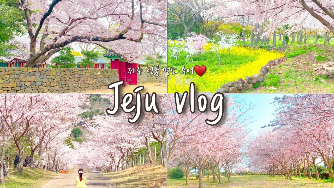 Eng | 여행 브이로그💜 | 하루동안 제주 벚꽃 명소 6곳 돌아보기🍊| 제주 벚꽃 여행🌸​ | 제주도 봄 여행😍 |