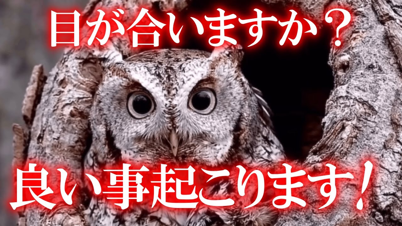 ※もしも目が合ったらこれが境となり流れが良い方向に変わります 後悔しないように必ず見ておいてください 見られた方は凄い強運の持ち主ですので大吉兆の前ぶれです 見ておかないとチャンスを逃します