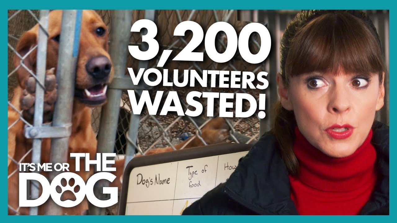 Trouble Dogs and Wasted Resources Grind Dog Shelter to a Halt! | It's Me Or The Dog