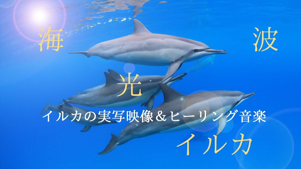 癒し音楽＆美しいイルカの映像と声（実写）【睡眠、瞑想、作業用BGM、リラックスタイム、ヒーリングに】ソルフェジオ956Hz