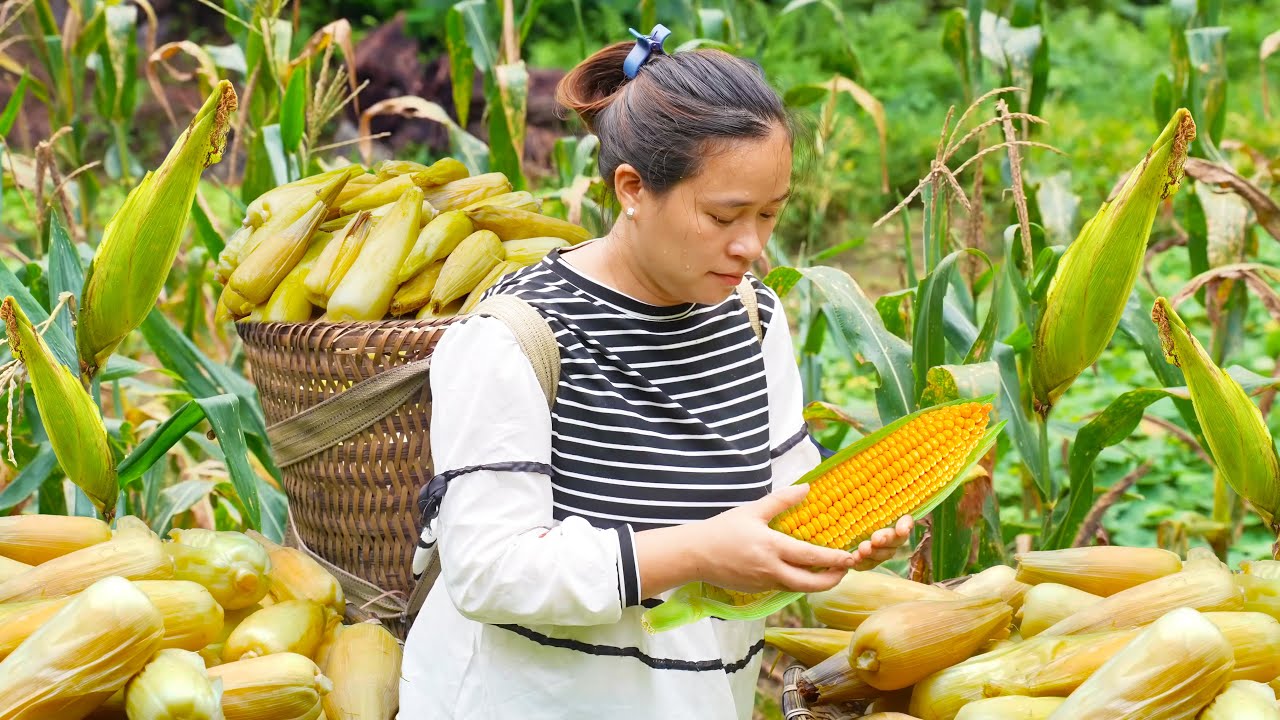 How to Harvest Corns & Make Boiled Corns to sell at the market, Pig Feeding | LTC - Free Bushcraft