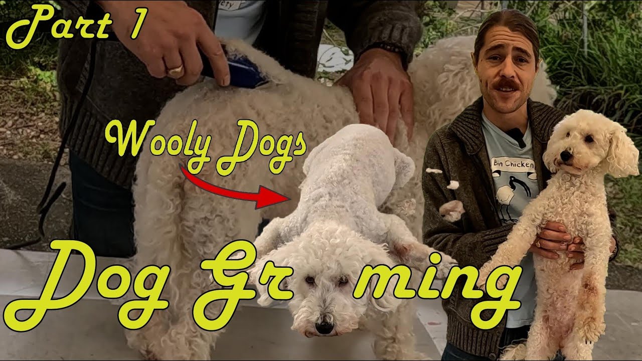 Dog Grooming Part 1 Shaving A Woolly Dog 101