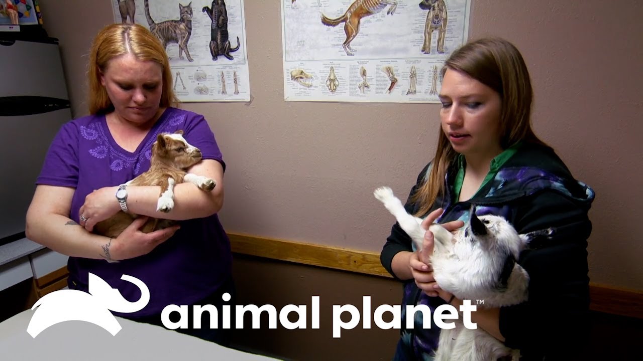 Clínica veterinária recebe uma pequena cabra | Veterinário Das Montanhas | Animal Planet Brasil