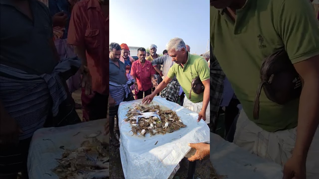ECR நண்பன் முத்துக்குடா கலூங்க முரால் மீன் ஏலம்🐬🐬#seafoodprep #seafood #fishing #food #crab #cooking