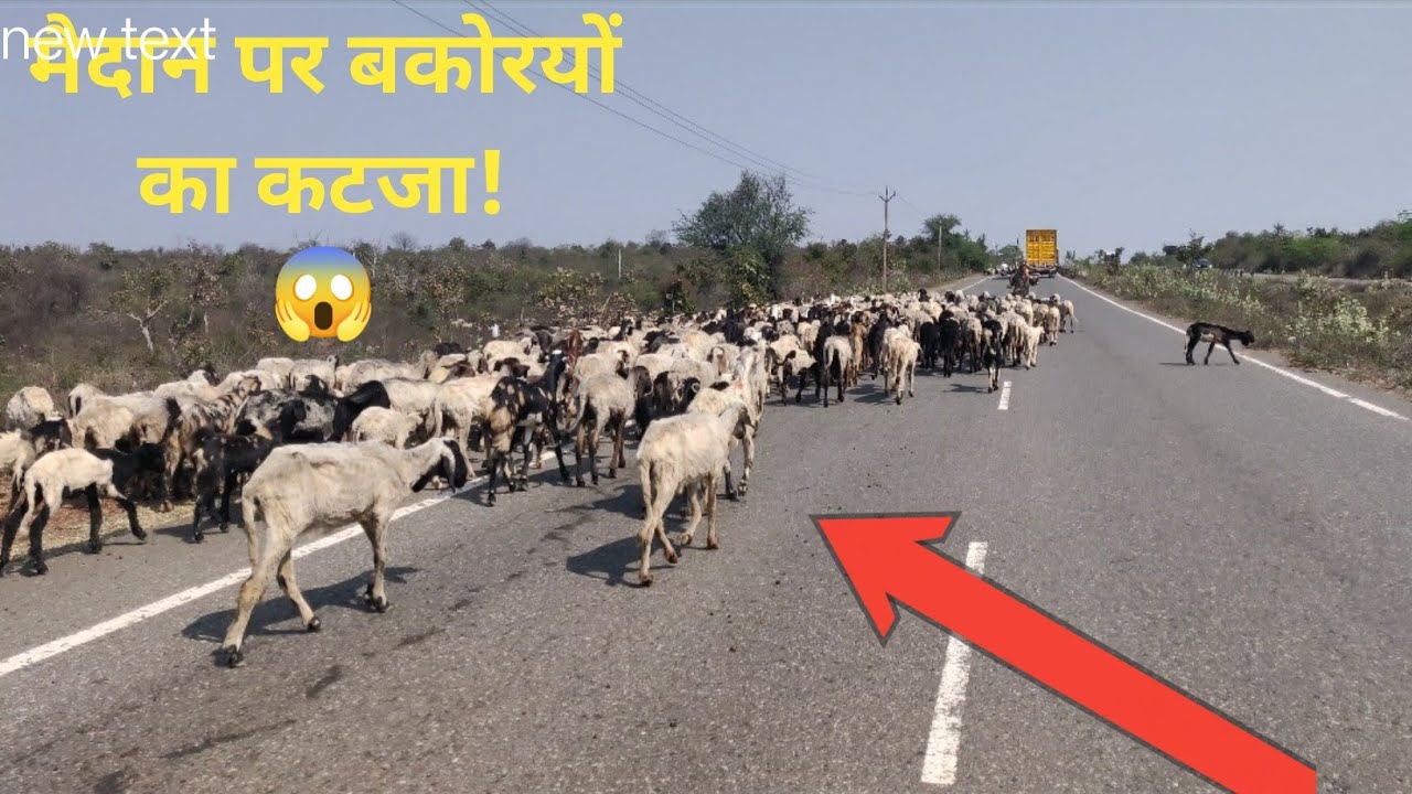 सड़क पर बकरियों  सैलाब | पूरा हाईवे जाम! जब बकरियों ने रोका ट्रैफिक हाईवे बना चरागाह!😂 | Gaon Vlog