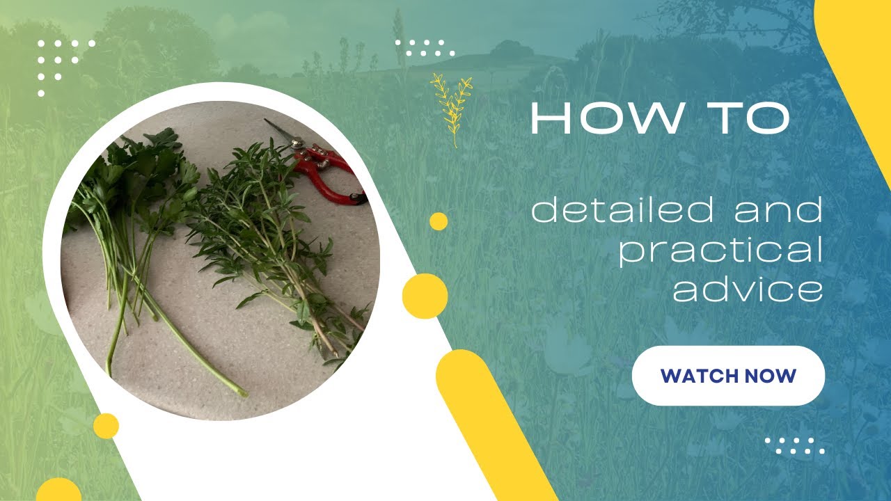 How to grow, harvest and make manglewurzel wine
