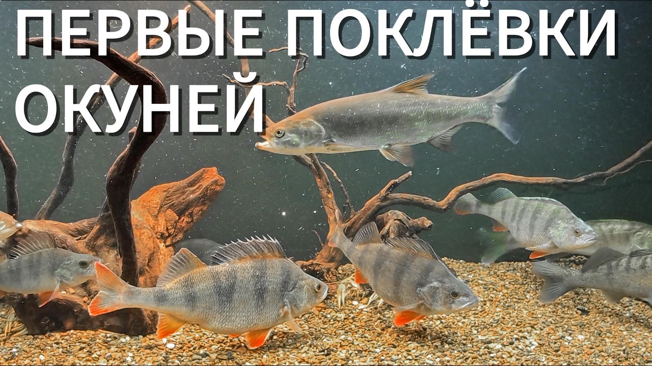 ОКУНИ РАСКЛЕВАЛИСЬ
