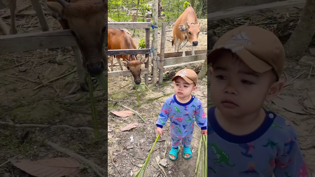 #baby #sapi #pengembalasapi