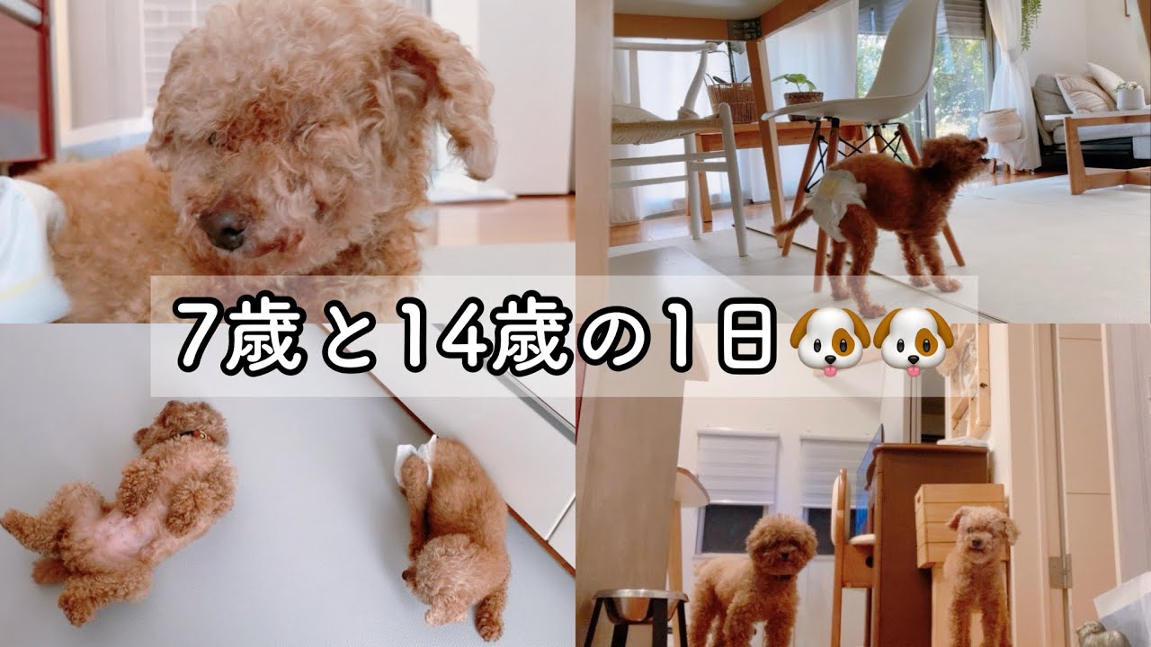 シニアとハイシニアの一日🐶🐶ふと我に返るTaruちゃん😲肺水腫から10ヵ月。