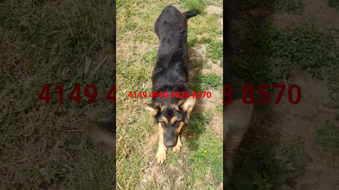 4149 4990 9028 8570