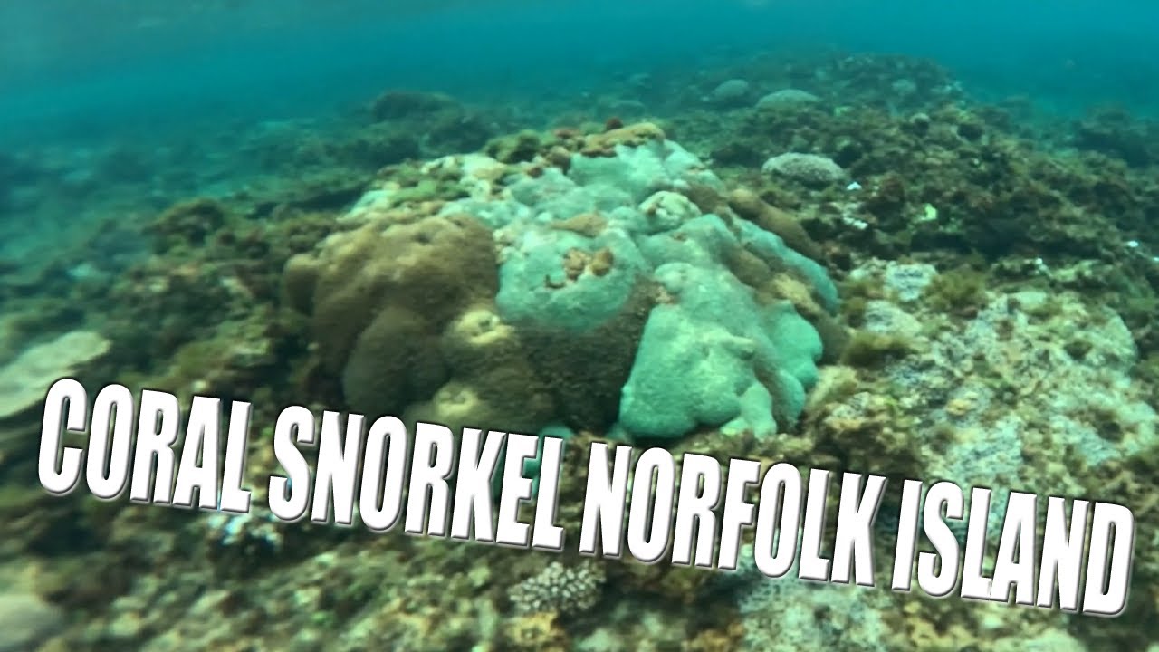 Coral Norfolk Island Australia
