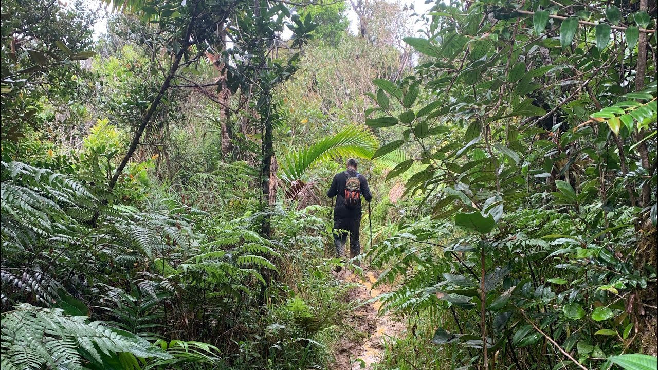 Hiking el trail El Toro en El Yunque