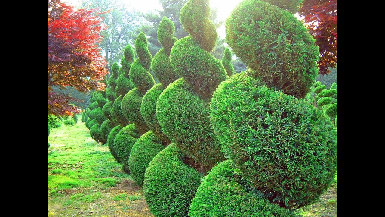 Japanese Garden 