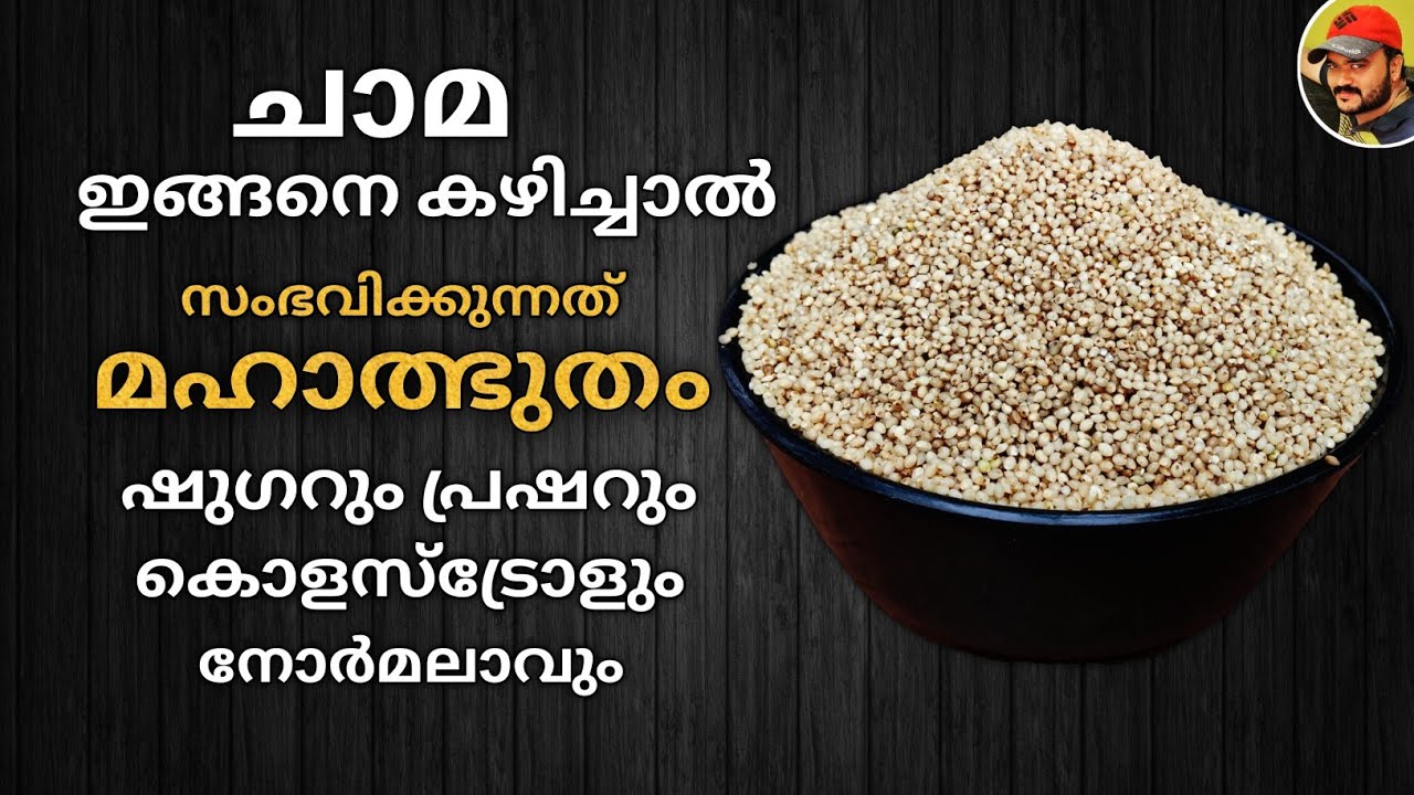ചാമ ഇങ്ങനെ കഴിച്ചു നോക്കു ! ഷുഗറും പ്രഷറും കൊളസ്ട്രോളും പമ്പ കടക്കും| എനർജി കൂടും| Little Millet