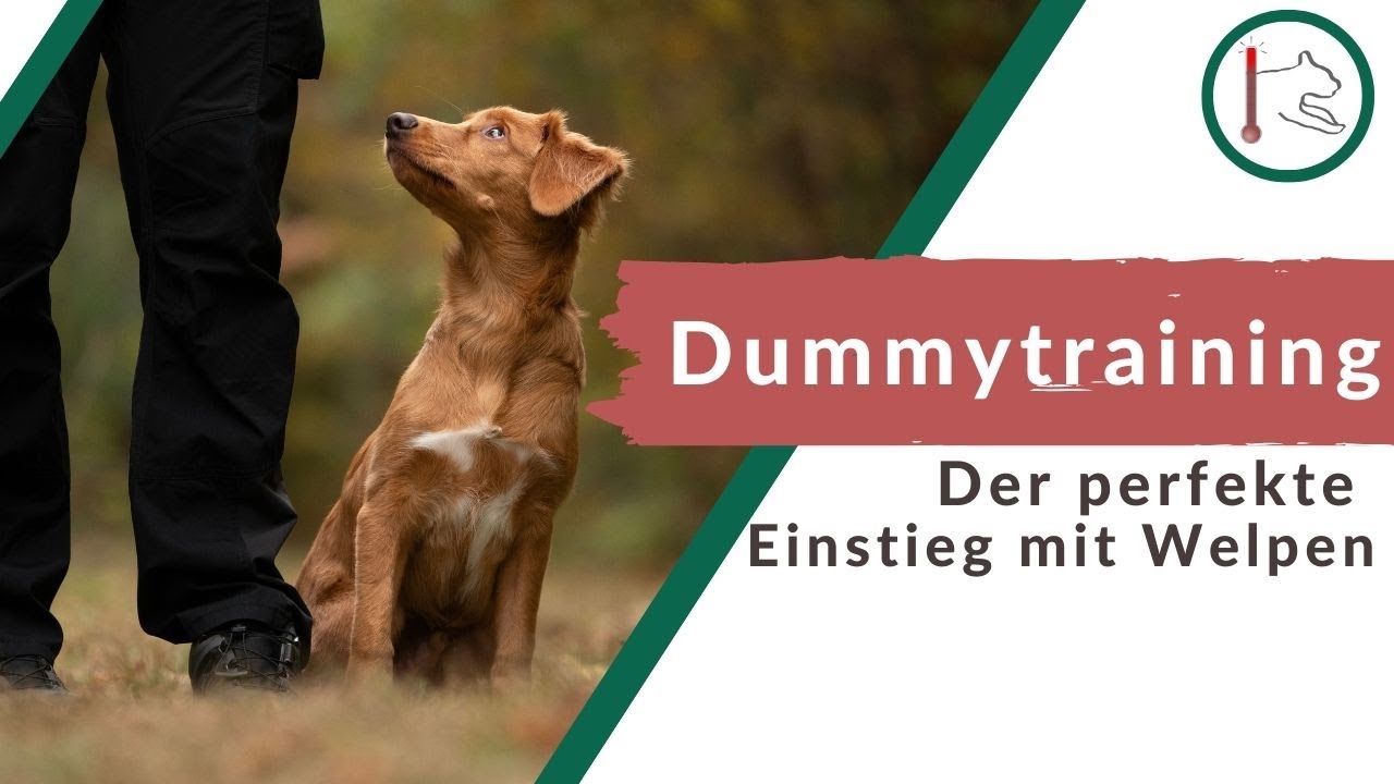 Dummytraining mit Welpen: Der perfekte Einstieg