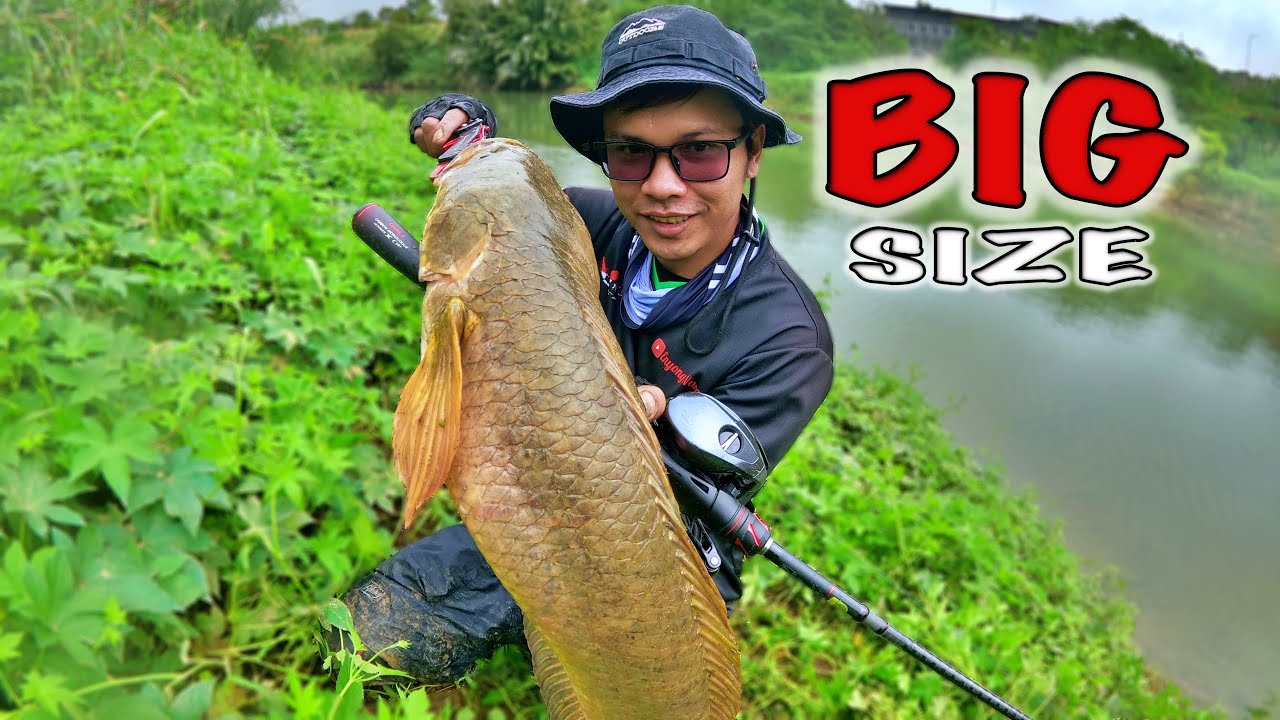 EDAN UKURANNYA ‼️ sungai besar taiwan dihuni ikan besar  juga | mancing casting ikan gabus terbaru