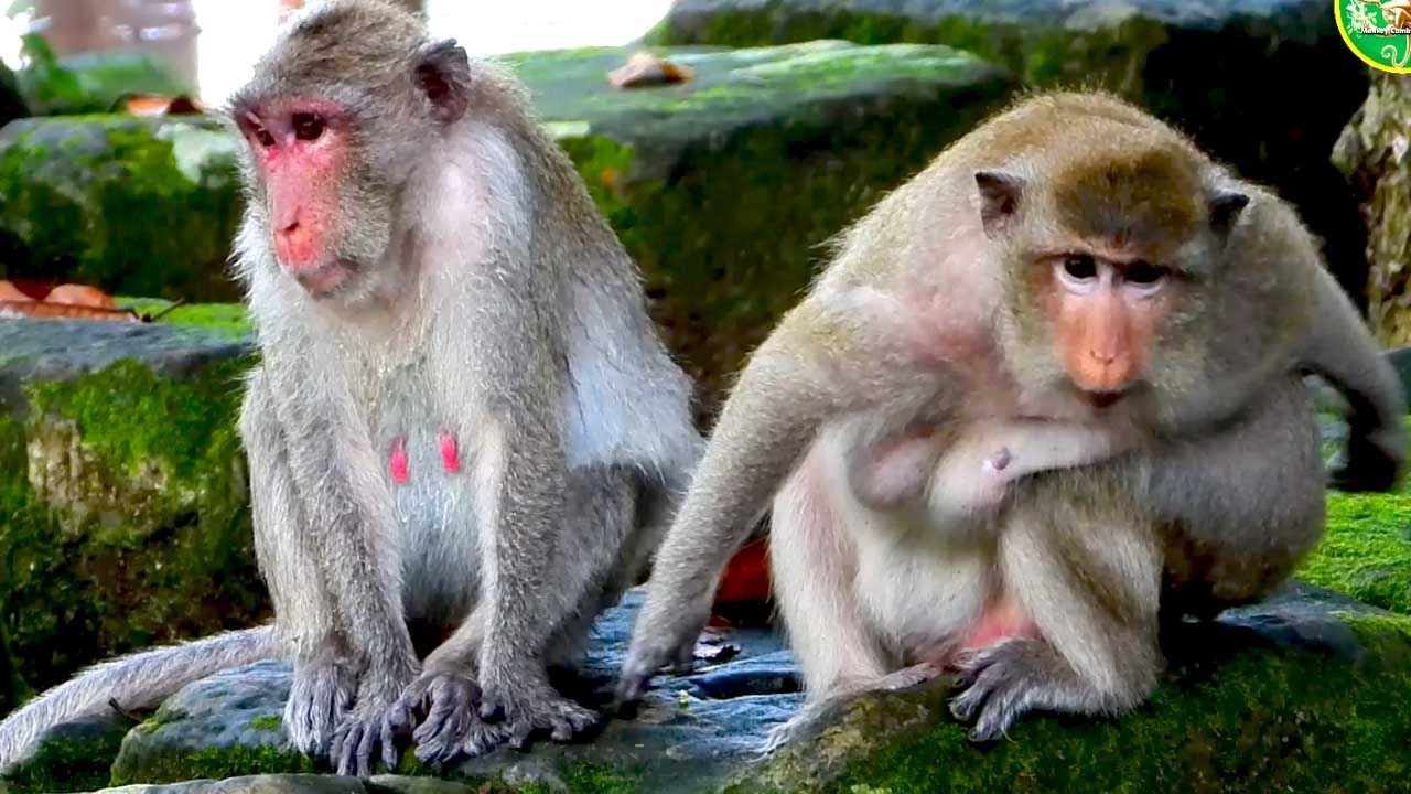 Monkey Friends Enjoy a Calm Afternoon Together