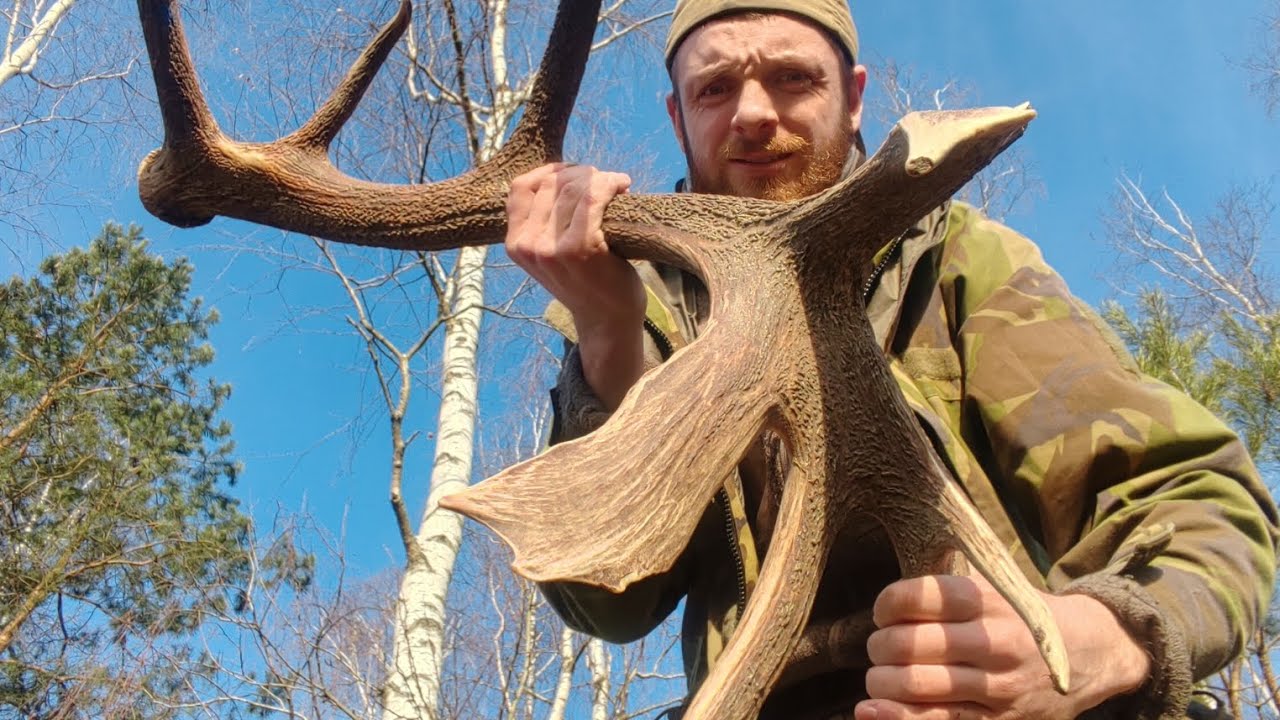 Сверх мощный день поиска рогов оленя, deer antlers 2026, poroże jelenia 2026, ZRZUTY 2026 