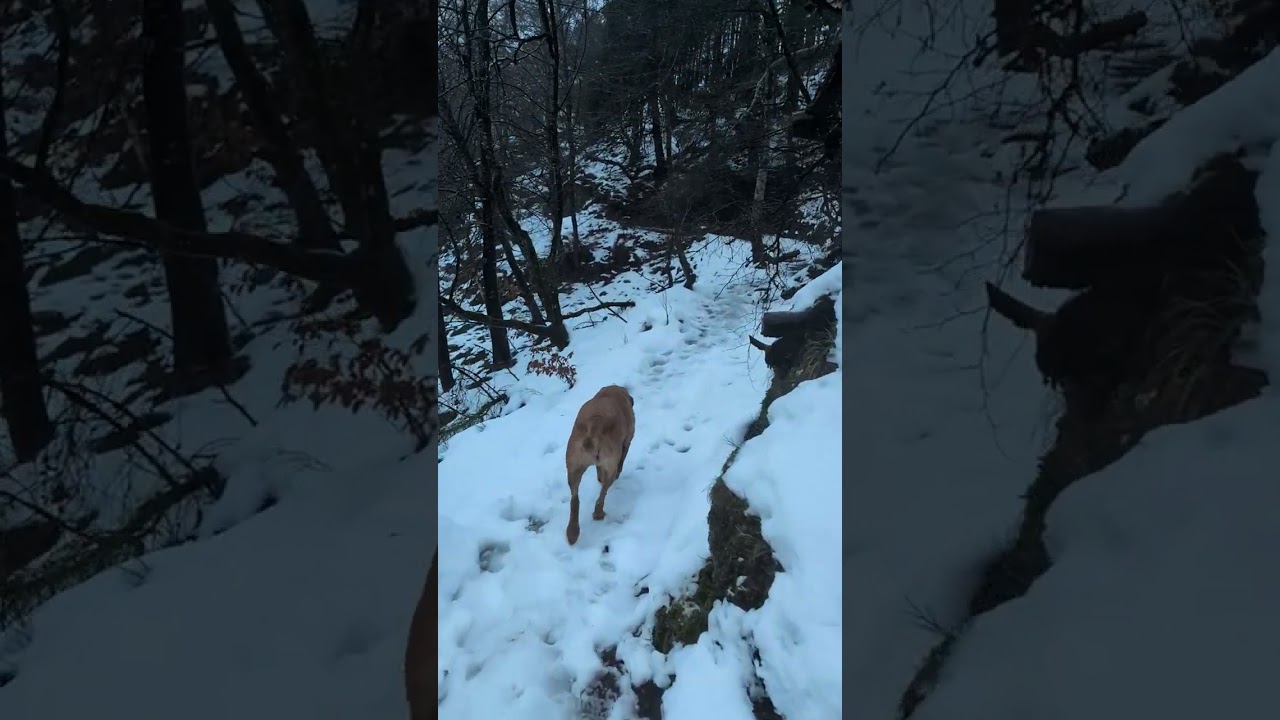 Walking a Labrador in Wintery Scotland