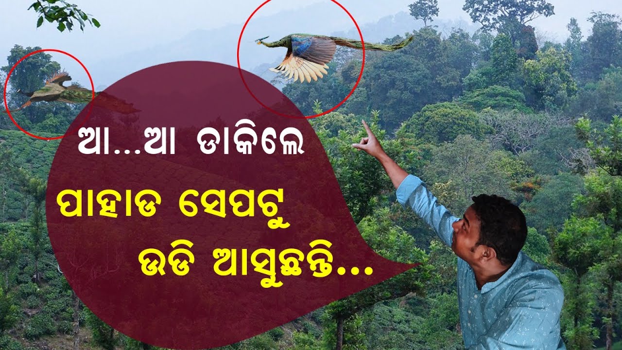 ଆ... ଆ... ଡାକିଲେ ପାହାଡ଼ ସେପଟୁ ଉଡ଼ି ଆସୁଛନ୍ତି | Must visit Place | @SatyaBhanja