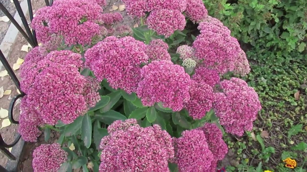 Очиток видный будет цвести крупными шапками соцветий если выполняется это условие при посадке