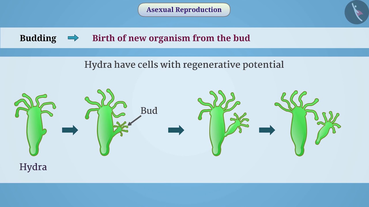 Types of Asexual Reproduction | Part 1/1 | English | Class 10