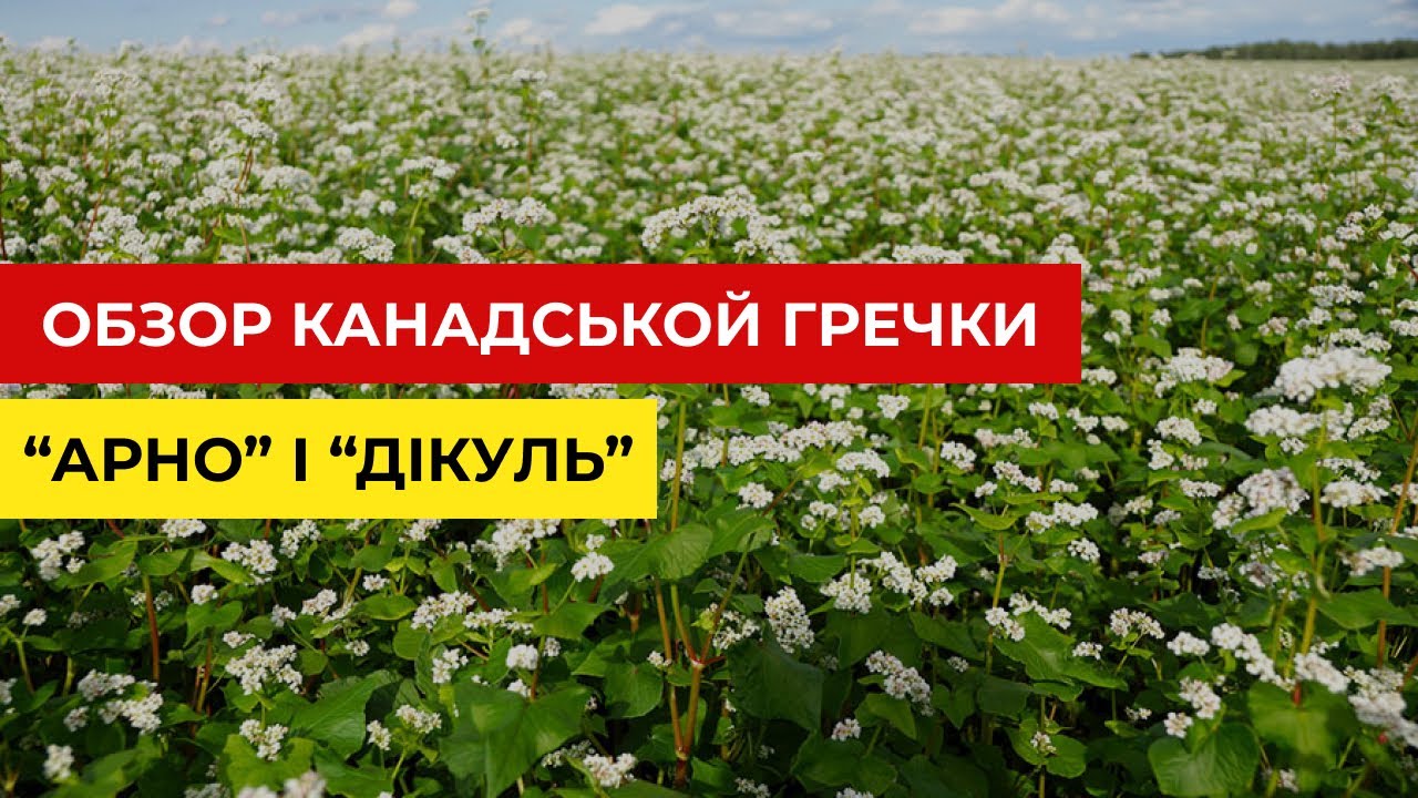 Обзор гречки канадського сорту 