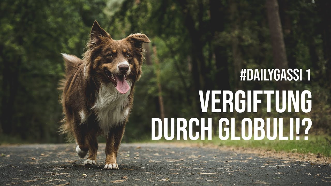 Hund 