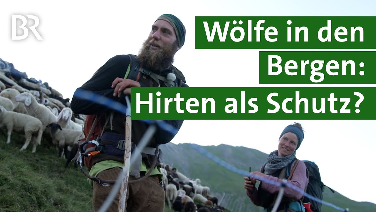Angst vor dem Wolf: Tiroler Hirten hüten Schafe rund um die Uhr | Unser Land | BR