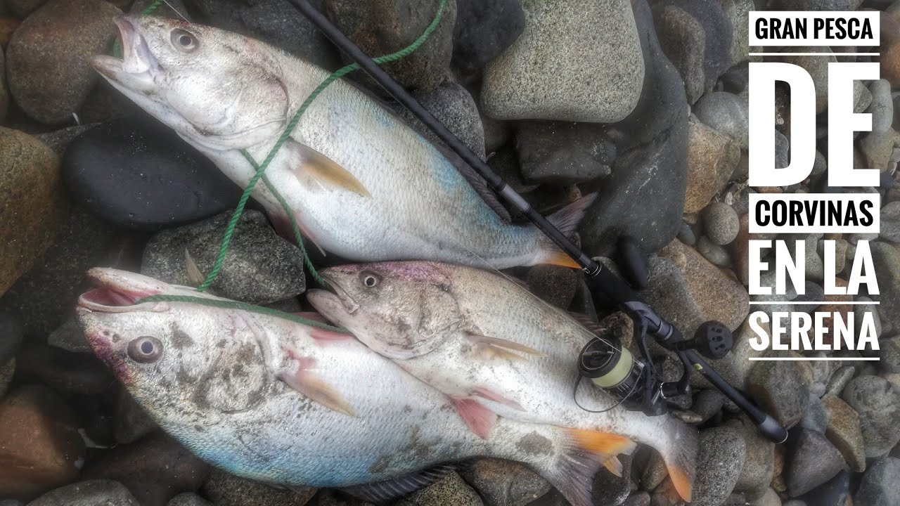 PESCA DE CORVINAS EN LA SERENA, COQUIMBO