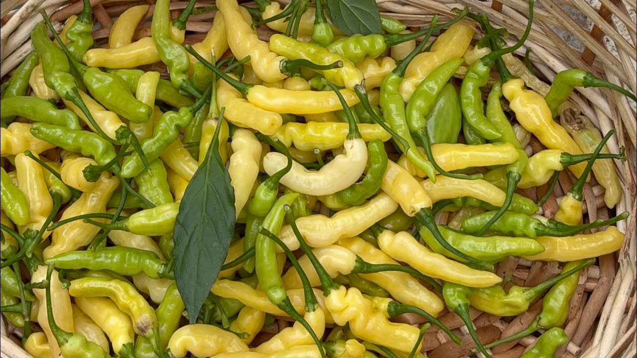ঘি নাগা মরিচ ঘিয়ের মত গন্ধ MashAllah ☝️🫶 