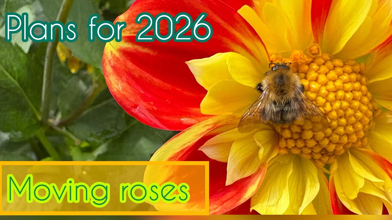 Plans for 2026 ~ Moving and pruning roses ~ Shinko Asian pear  