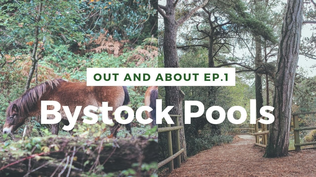 Wildlife Photography Vlog: Bystock Pools Nature Reserve- Exmoor Ponies