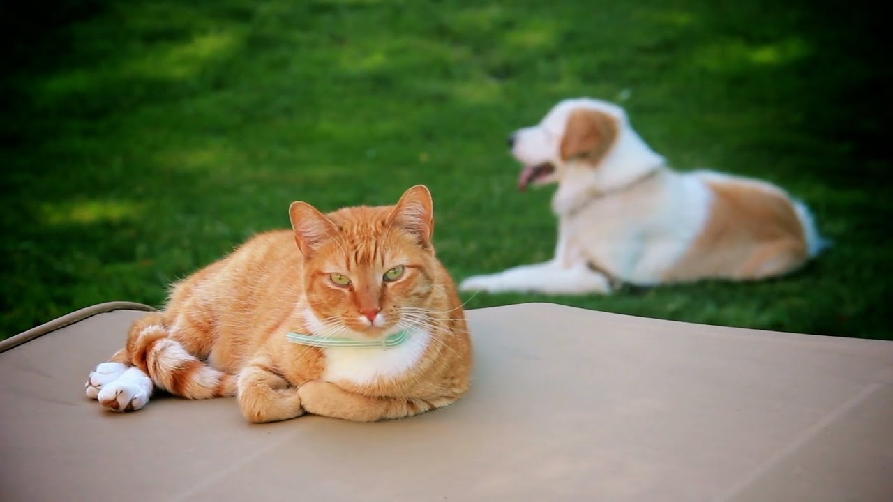 ¿Por qué San Antón es el patrón de los animales? #mundotv